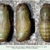 kretania eurypilus daghestan pupa2